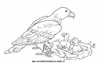disegni_animali/uccelli/uccelli_b9653.JPG