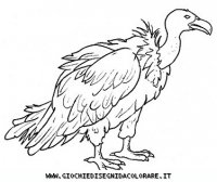 disegni_animali/uccelli/uccelli_b9654.JPG
