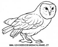 disegni_animali/uccelli/uccelli_b9655.JPG