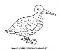 disegni_animali/uccelli/uccelli_b9656.JPG