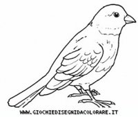 disegni_animali/uccelli/uccelli_b9657.JPG