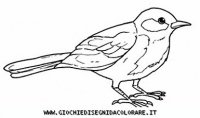 disegni_animali/uccelli/uccelli_b9660.JPG