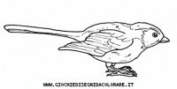 disegni_animali/uccelli/uccelli_b9662.JPG