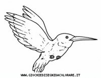 disegni_animali/uccelli/uccelli_b9663.JPG