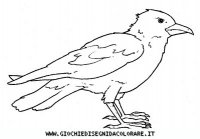disegni_animali/uccelli/uccelli_b9664.JPG