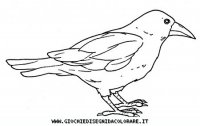 disegni_animali/uccelli/uccelli_b9666.JPG