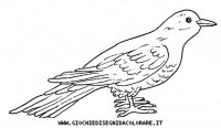 disegni_animali/uccelli/uccelli_b9667.JPG