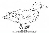 disegni_animali/uccelli/uccelli_b9670.JPG
