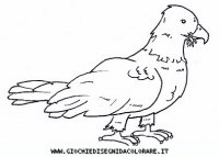 disegni_animali/uccelli/uccelli_b9672.JPG