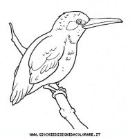 disegni_animali/uccelli/uccelli_b9673.JPG