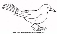disegni_animali/uccelli/uccelli_b9674.JPG