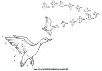 disegni_animali/uccelli/uccelli_b9675.JPG