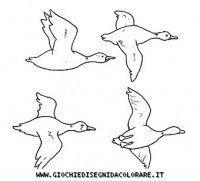 disegni_animali/uccelli/uccelli_b9676.JPG