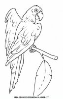 disegni_animali/uccelli/uccelli_b9678.JPG
