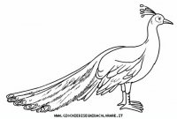 disegni_animali/uccelli/uccelli_b9679.JPG