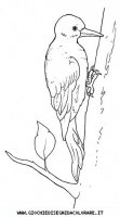 disegni_animali/uccelli/uccelli_b9681.JPG