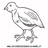 disegni_animali/uccelli/uccelli_b9682.JPG