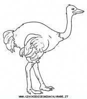 disegni_animali/uccelli/uccelli_b9686.JPG