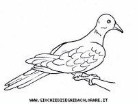 disegni_animali/uccelli/uccelli_b9687.JPG