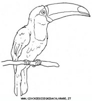 disegni_animali/uccelli/uccelli_b9688.JPG