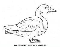 disegni_animali/uccelli/uccelli_b9690.JPG