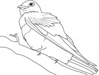 disegni_animali/uccelli/uccello.jpg