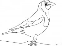 disegni_animali/uccelli/uccello3.jpg