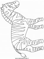 disegni_animali/zebra/zebra000.JPG
