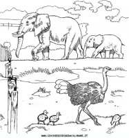 disegni_animali/zoo/zoo_004.JPG