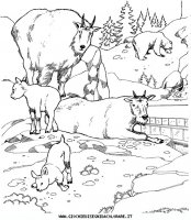 disegni_animali/zoo/zoo_014.JPG