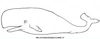 disegni_da_colorare/moby_dick/moby_dick_04.JPG