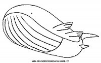disegni_da_colorare/pokemon/321-wailord-g.JPG