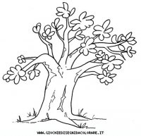 disegni_geografia/africa/baobab.JPG