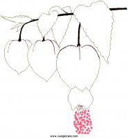 disegni_natura/fiori/abutilon.JPG