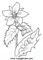 disegni_natura/fiori/borragine.JPG
