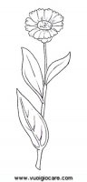 disegni_natura/fiori/calendula.JPG