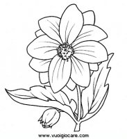 disegni_natura/fiori/dalia9650.JPG