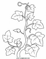 disegni_natura/fiori/edera9650.JPG
