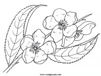 disegni_natura/fiori/fiorDiPesco.JPG