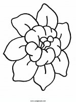 disegni_natura/fiori/fiori_1.JPG