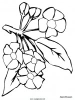 disegni_natura/fiori/fiori_23.JPG