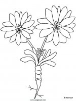 disegni_natura/fiori/fiori_25.JPG