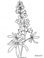 disegni_natura/fiori/fiori_26.JPG