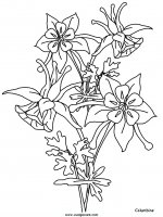 disegni_natura/fiori/fiori_32.JPG