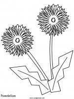 disegni_natura/fiori/fiori_37.JPG