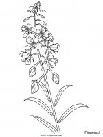 disegni_natura/fiori/fiori_38.JPG