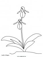 disegni_natura/fiori/fiori_5.JPG