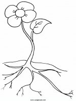 disegni_natura/fiori/fiori_52.JPG