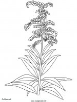 disegni_natura/fiori/fiori_57.JPG