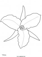 disegni_natura/fiori/fiori_6.JPG